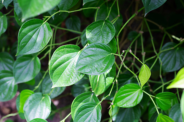 포토 JPG 해외이미지 주간 줄기 잎 담배 사람없음 야외 담뱃잎 해외포토 자연요소 식물 파일형식 이미지허브