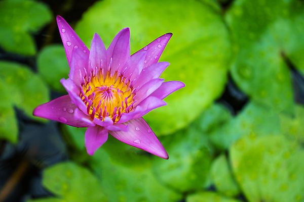 포토 JPG 해외이미지 종교 선 여행 요가 손가락 추상 휴가 휴식 사랑 미술 동양인 사람없음 가로 빛 평화 스파 화목 침묵 고요 흰색 영혼 우아함 자르기 순수 명상 싱글 부드러움 A 분무기 단아함 숭배 웅장함 해외포토 손 웰빙 알파벳 감정 컬러 컨셉 무늬 모션 문화예술 인종 소리 감각 파일형식 이미지허브