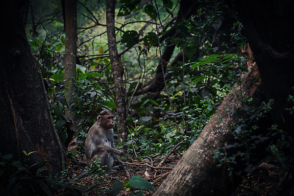 포토 JPG 해외이미지 나무 식물 동물 척추동물 한마리 아시아 야생동물 여행 포유류 자연 앉기 사람없음 야외 아웃포커스 가로 컬러풀 원숭이 숲 땅 생태계 해외포토 1 나라 컬러 모션 촬영기법 파일형식 이미지허브