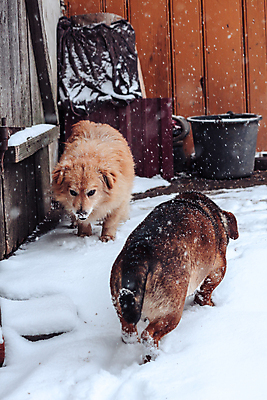 포토 JPG 해외이미지 동물 1 야생동물 겨울 오렌지 포유류 자연 수염 털 서기 사람없음 야외 목재 반려동물 갈색 걷기 추위 개 강아지 꼬리 간 육식동물 주둥이 송곳니 아기사슴 해외포토 나무 계절 새끼 컬러 과일 재료 모션 사슴 장기_의학 치아 생태계 파일형식 이미지허브