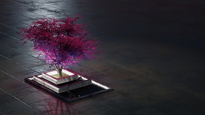 포토 JPG 해외이미지 나무 디자인 선 분홍색 백그라운드 컨셉 추상 동양인 사람없음 장식 반사 3D 일본 보라색 어둠 침묵 벚꽃 조약돌 체리 야간 자주색 타일 명상 대리석 공상 분재 빛망울 미니멀리스트 미니멀 해외포토 자연요소 식물 꽃 아시아 컬러 무늬 과일 재료 인종 빛 소리 돌_바위 디지털합성 파일형식 이미지허브