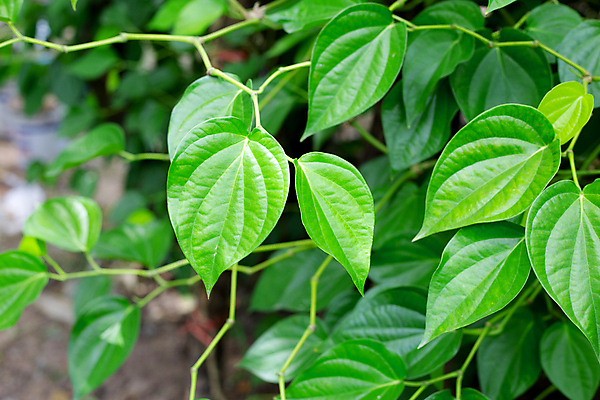 포토 JPG 해외이미지 주간 줄기 잎 담배 사람없음 야외 아웃포커스 담뱃잎 해외포토 자연요소 식물 촬영기법 파일형식 이미지허브