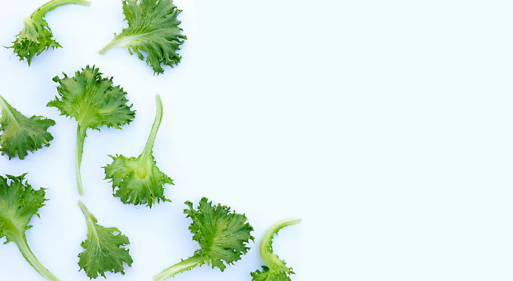 포토 JPG 해외이미지 백그라운드 사람없음 신선 양상추 흰배경 유기농 카피스페이스 해외포토 웰빙 채소 공백 흰색 파일형식 이미지허브