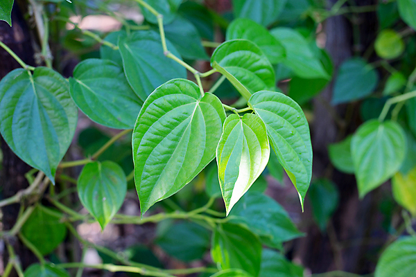 포토 JPG 해외이미지 주간 줄기 잎 담배 사람없음 야외 담뱃잎 해외포토 자연요소 식물 파일형식 이미지허브