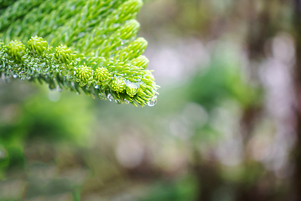 포토 JPG 해외이미지 나무 식물 계절 꽃 백그라운드 잎 크리스마스 겨울 패턴 자연 휴가 사람없음 야외 목재 장식 초록색 크리스마스트리 정원 봄 공백 추위 흰색 나뭇가지 신선 소나무 떨어짐 숲 연도 묘사 부드러움 상록수 침엽수 전나무 내추럴 고립 해외포토 기념일 컬러 컨셉 무늬 재료 감각 생태계 파일형식 이미지허브