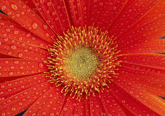 포토 JPG 해외이미지 식물 꽃잎 꽃 백그라운드 꽃무늬 자연 사람없음 빨간색 물 여름 컬러풀 뷰티 정원 봄 벚꽃 떨어짐 묘사 질감 데이지 거베라 내추럴 해외포토 자연요소 계절 컬러 컨셉 무늬 생태계 파일형식 이미지허브