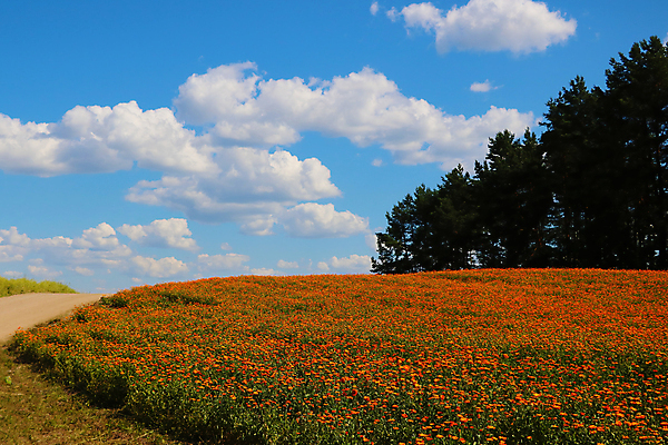 포토 JPG 해외이미지 식물 계절 공원 꽃잎 꽃 백그라운드 잎 꽃무늬 패턴 밭 오렌지 자연 하늘 건강 사람없음 야외 초록색 여름 컬러풀 햇빛 태양 뷰티 약 노란색 정원 봄 활발 벚꽃 흰색 시골 신선 개화 약초 허브 유기농 데이지 내추럴 금잔화 해외포토 자연요소 웰빙 공공시설 컬러 컨셉 무늬 농업 과일 의학 풀_식물 생태계 파일형식 이미지허브