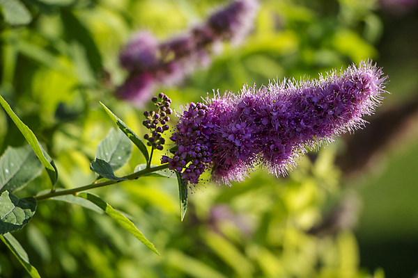 포토 JPG 해외이미지 식물 계절 꽃잎 꽃 분홍색 백그라운드 잎 꽃무늬 자연 사람없음 야외 장식 빨간색 초록색 여름 뷰티 정원 보라색 봄 활발 들꽃 벚꽃 신선 개화 허브 내추럴 강렬 해외포토 컬러 컨셉 무늬 생태계 파일형식 이미지허브