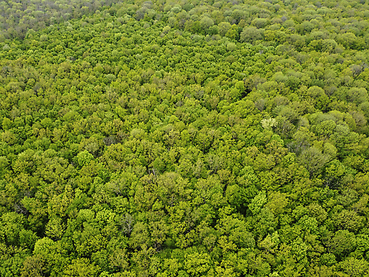 포토 JPG 해외이미지 나무 식물 계절 공원 여행 백그라운드 잎 패턴 자연 벽지 추상 왕관 사람없음 야외 목재 초록색 컬러풀 햇빛 노란색 새싹 평화 환경 봄 카펫 티켓 정상 숲 두루마리 타일 질감 내추럴 해외포토 공공시설 컬러 컨셉 무늬 재료 태양 생태계 파일형식 이미지허브