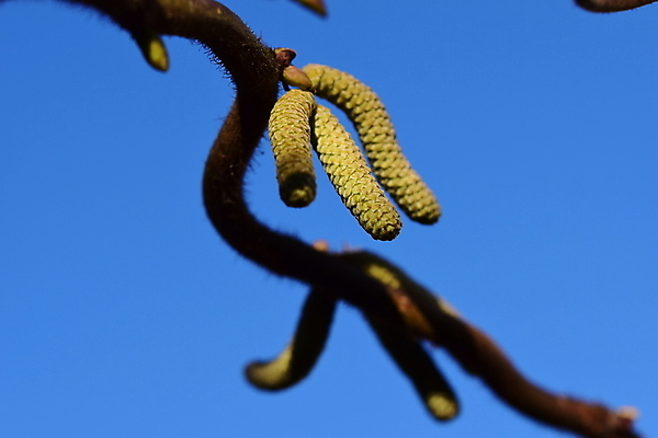 포토 JPG 해외이미지 나무 식물 여자 백그라운드 자연 하늘 사람없음 야외 파란색 갈색 견과류 나뭇가지 닫기 개암 해외포토 열매 컬러 모션 사람 생태계 파일형식 이미지허브