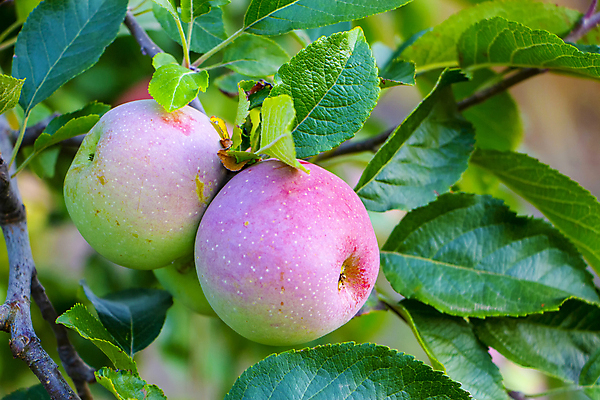 포토 JPG 해외이미지 나무 식물 도로 길 음식 백그라운드 잎 밭 농업 과일 자연 매달리기 건강 풍경 사람없음 야외 빨간색 농장 환경 정원 맑음 침묵 성장 가을 나뭇가지 시골 신선 사과 과수원 9월 유기농 조경 먼지 10월 숙성 줄서기 소멸 세련 치프 해외포토 웰빙 계절 산업 컬러 교통시설 모션 날씨 소리 날짜 생태계 파일형식 이미지허브