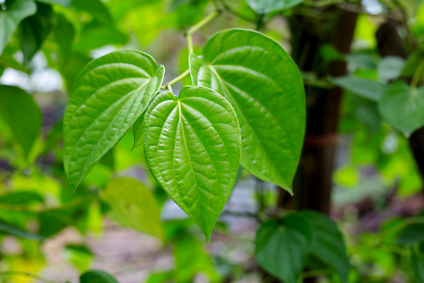 포토 JPG 해외이미지 주간 나무 잎 담배 사람없음 야외 아웃포커스 담뱃잎 해외포토 자연요소 식물 촬영기법 파일형식 이미지허브