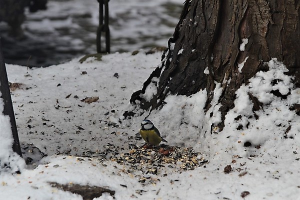 포토 JPG 해외이미지 나무 동물 계절 야생동물 음식 백그라운드 겨울 자연 조류 바닥 씨앗 앉기 사람없음 야외 파란색 갈색 회색 땅바닥 수유 작살 해외포토 식물 컬러 모션 생태계 파일형식 이미지허브