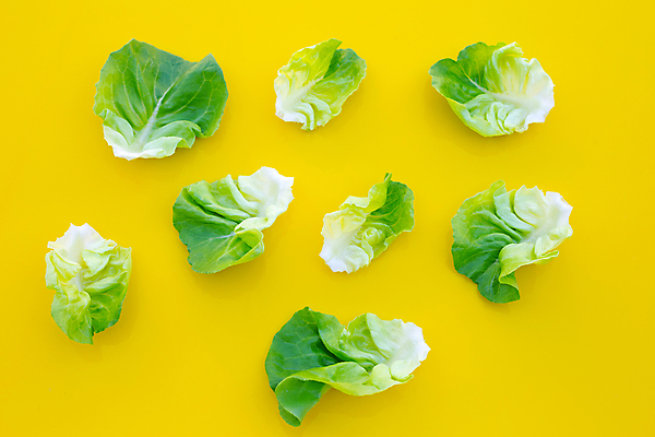 포토 JPG 해외이미지 백그라운드 사람없음 신선 상추 유기농 노란배경 해외포토 웰빙 채소 노란색 파일형식 이미지허브