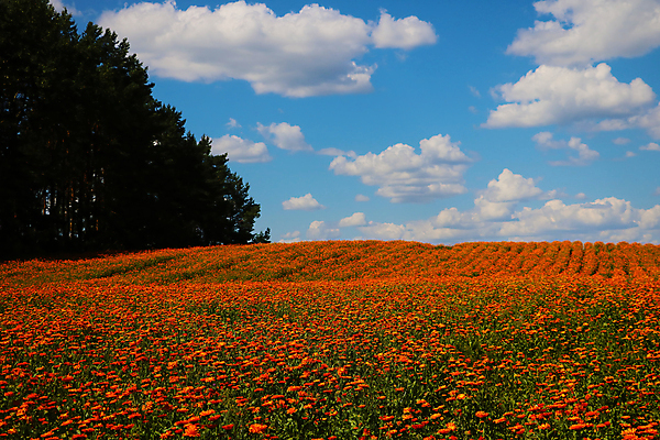 포토 JPG 해외이미지 식물 계절 꽃잎 꽃 잎 꽃무늬 밭 오렌지 자연 사람없음 초록색 컬러풀 뷰티 환경 정원 봄 벚꽃 신선 개화 허브 데이지 내추럴 금잔화 해외포토 컬러 무늬 농업 과일 생태계 파일형식 이미지허브