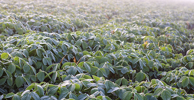 포토 JPG 해외이미지 식물 컨셉 잎 밭 농업 태국 자연 아침 새로움 사람없음 야외 초록색 농작물 햇빛 농장 농경지 성장 물방울 신선 이슬 작음 유기농 번짐 문학 먼지 질서 개발 대두 모종 묘목 세련 해외포토 주간 나무 웰빙 산업 아시아 컬러 태양 예절 크기 생태계 파일형식 효과 이미지허브