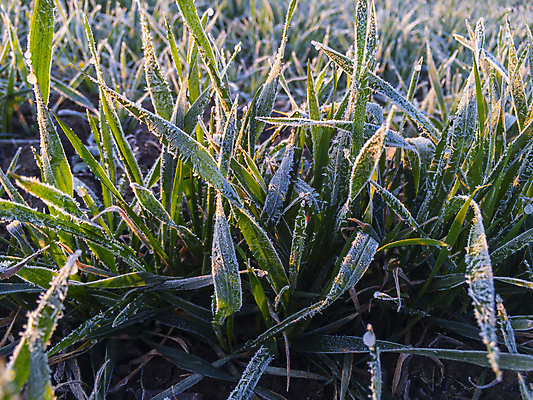 포토 JPG 해외이미지 계절 산업 잎 겨울 밭 농업 아침 사람없음 초록색 빛 햇빛 농장 환경 농사 손상 추위 백발 가을 신선 건초더미 볏짚 땅 시리얼 밀 허브 서리 결정체 총쏘기 호밀 해외포토 주간 식물 헤어스타일 음식 컬러 컨셉 모션 곡류 태양 건초 짚 파일형식 더미 이미지허브