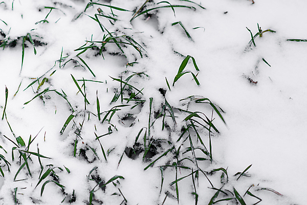 포토 JPG 해외이미지 식물 계절 음식 백그라운드 겨울 밭 농업 자연 날씨 건강 사람 사람없음 야외 초록색 농작물 뷰티 농장 농경지 새싹 냉동 얼음 추위 안개 성장 흰색 시골 신선 땅 시리얼 밀 유기농 서리 밭일 줄서기 눈내림 수평선 해외포토 자연요소 웰빙 산업 컬러 모션 곡류 눈_날씨 생태계 파일형식 이미지허브