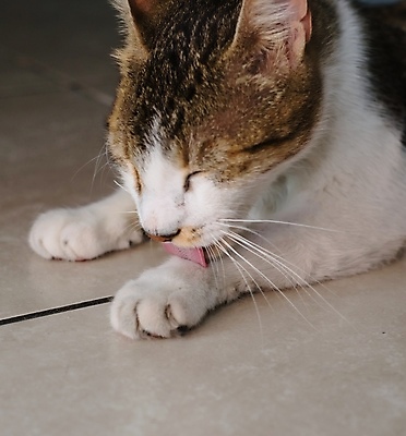 포토 JPG 해외이미지 동물 실내 건강 사람없음 내부 반려동물 고양이 머리빗 가시 핥기 모피 혀 얼룩무늬 잡종 몸단장 돌봄 위생관리 그루밍 해외포토 무늬 포유류 모션 관리 미용용품 입 파일형식 이미지허브