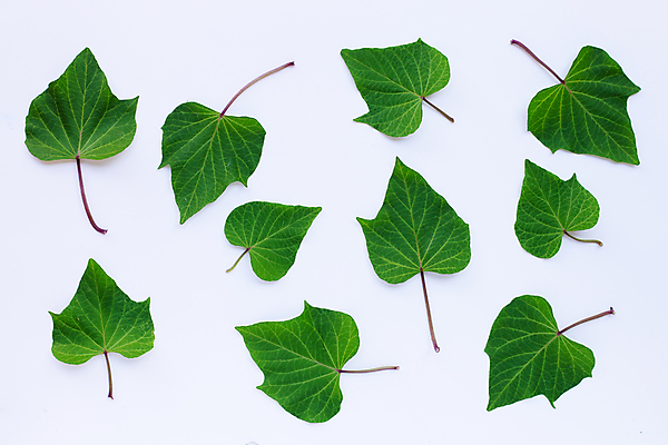 포토 JPG 해외이미지 실내 사람없음 흰배경 고구마잎 해외포토 백그라운드 잎 내부 흰색 파일형식 이미지허브