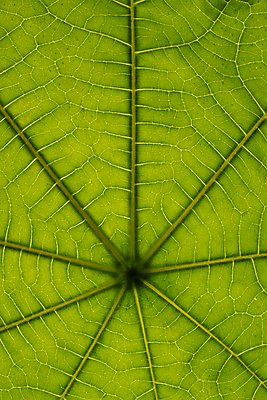 포토 JPG 해외이미지 식물 잎 패턴 자연 표면 추상 사람없음 초록색 환경 묘사 유기농 질감 생물학 정맥 내추럴 생태학 해외포토 웰빙 교육 컬러 무늬 생태계 혈관 파일형식 이미지허브