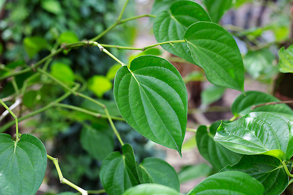 포토 JPG 해외이미지 주간 줄기 잎 담배 사람없음 야외 아웃포커스 담뱃잎 해외포토 자연요소 식물 촬영기법 파일형식 이미지허브