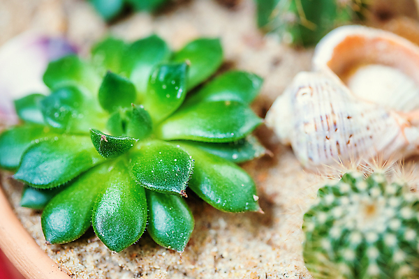 포토 JPG 해외이미지 식물 꽃 화초 모래 꽃무늬 조개 선인장 사람없음 장식 초록색 컬러풀 배열 원예 상록수 심기 세련 해외포토 컬러 무늬 모션 어패류 취미 파일형식 이미지허브