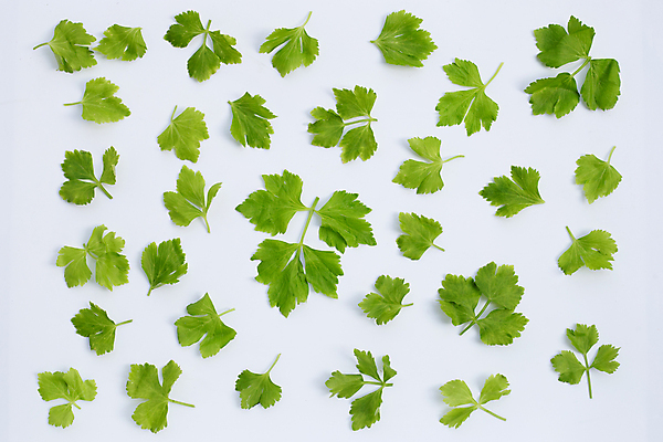 포토 JPG 해외이미지 백그라운드 잎 사람없음 신선 흰배경 유기농 샐러리 해외포토 식물 웰빙 채소 흰색 파일형식 이미지허브