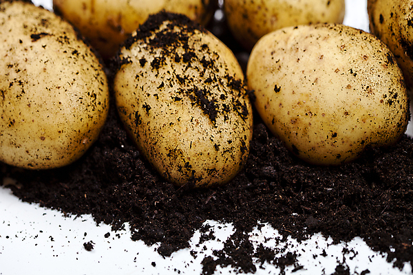 포토 JPG 해외이미지 감자 실내 근접촬영 사람없음 흙 흰배경 해외포토 뷰포인트 백그라운드 채소 내부 흰색 파일형식 이미지허브