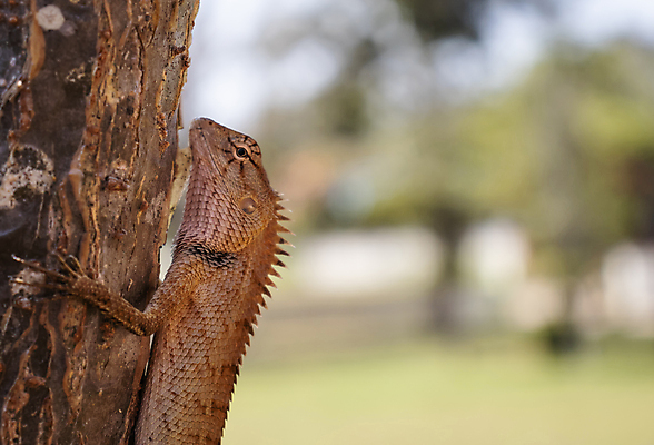 포토 JPG 해외이미지 나무 식물 동물 척추동물 아시아 야생동물 백그라운드 신체 파충류 자연 생물 동양인 사람없음 목재 빨간색 초록색 파란색 갈색 머리 정원 흰색 나뭇가지 용 점 거친 숲 작음 피부 묘사 질감 도마뱀 나무껍질 서식지 내추럴 동물상 옛날 이국적 해외포토 나라 컬러 재료 인종 신체부위 조형물 껍질 크기 생태계 파일형식 이미지허브