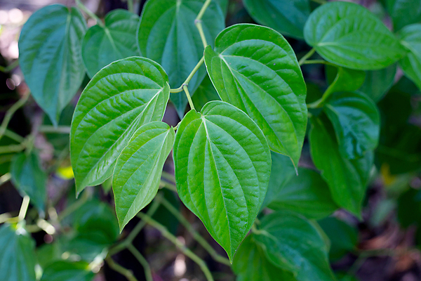 포토 JPG 해외이미지 주간 잎 담배 사람없음 야외 아웃포커스 담뱃잎 해외포토 자연요소 식물 촬영기법 파일형식 이미지허브
