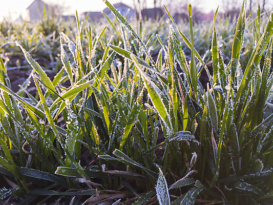 포토 JPG 해외이미지 계절 산업 잎 겨울 밭 농업 아침 사람없음 초록색 빛 햇빛 농장 환경 농사 손상 추위 백발 신선 건초더미 볏짚 땅 시리얼 밀 허브 서리 결정체 총쏘기 호밀 해외포토 주간 식물 헤어스타일 음식 컬러 컨셉 모션 곡류 태양 건초 짚 파일형식 더미 이미지허브