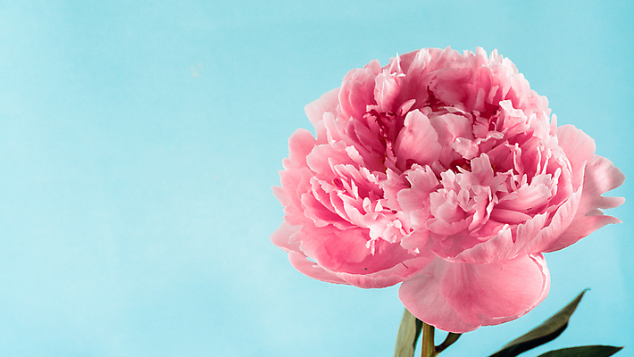 포토 JPG 해외이미지 꽃 사람없음 카네이션 작약 해외포토 식물 파일형식 이미지허브