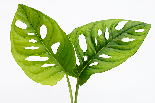 포토 JPG 해외이미지 실내 사람없음 흰배경 몬스테라 열대잎 해외포토 식물 백그라운드 잎 내부 흰색 파일형식 이미지허브