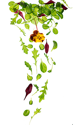 포토 JPG 해외이미지 사람없음 신선 시금치 루꼴라 식용꽃 해외포토 음식 채소 파일형식 이미지허브