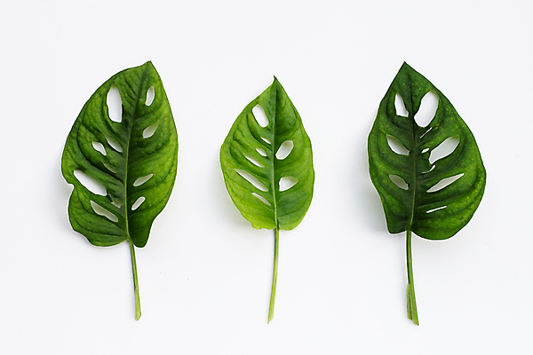 포토 JPG 해외이미지 실내 사람없음 흰배경 몬스테라 열대잎 해외포토 식물 백그라운드 잎 내부 흰색 파일형식 이미지허브