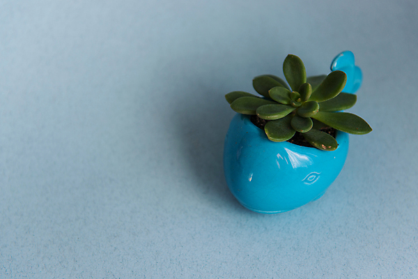 포토 JPG 해외이미지 식물 디자인 꽃 화초 백그라운드 잎 자연 선인장 사람없음 내부 장식 초록색 정원 성장 흰색 신선 원형 냄비 책상 오브젝트 유기농 내추럴 고립 심기 알로에 콘크리트 헤딩 카피스페이스 미니멀리스트 해외포토 도형 웰빙 컬러 가구 모션 축구 공백 솥 생태계 파일형식 이미지허브