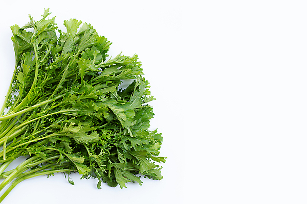 포토 JPG 해외이미지 잎 실내 사람없음 흰배경 청겨자 카피스페이스 해외포토 식물 백그라운드 채소 내부 공백 흰색 파일형식 이미지허브