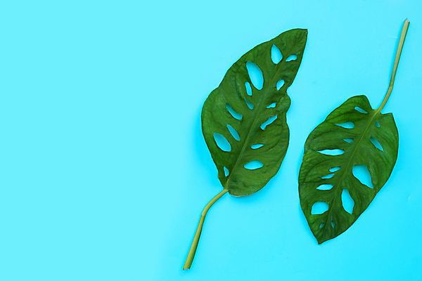 포토 JPG 해외이미지 실내 사람없음 파란배경 몬스테라 열대잎 해외포토 식물 백그라운드 잎 내부 파란색 파일형식 이미지허브