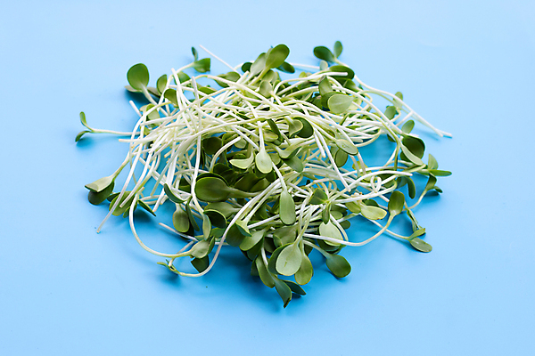 포토 JPG 해외이미지 백그라운드 사람없음 신선 유기농 파란배경 새싹채소 해외포토 웰빙 채소 파란색 파일형식 이미지허브