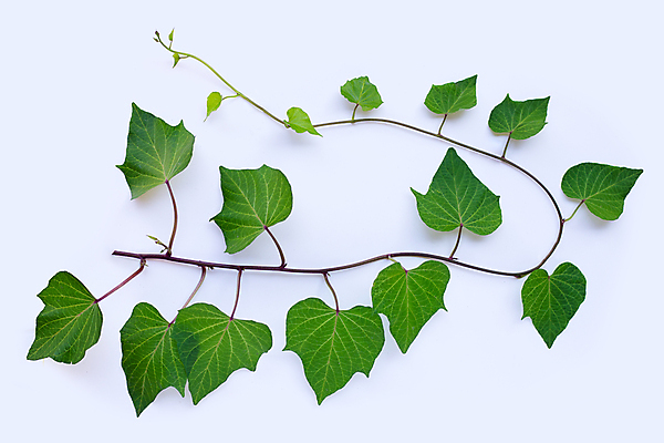 포토 JPG 해외이미지 실내 사람없음 흰배경 잎줄기 고구마잎 해외포토 줄기 백그라운드 잎 내부 흰색 파일형식 이미지허브