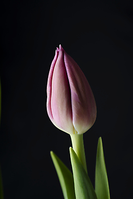 포토 JPG 해외이미지 식물 꽃잎 꽃 분홍색 백그라운드 잎 꽃무늬 자연 사람없음 장식 초록색 뷰티 새싹 정원 검은색 봄 튤립 벚꽃 개화 자주색 내추럴 고립 해외포토 계절 컬러 무늬 생태계 파일형식 이미지허브