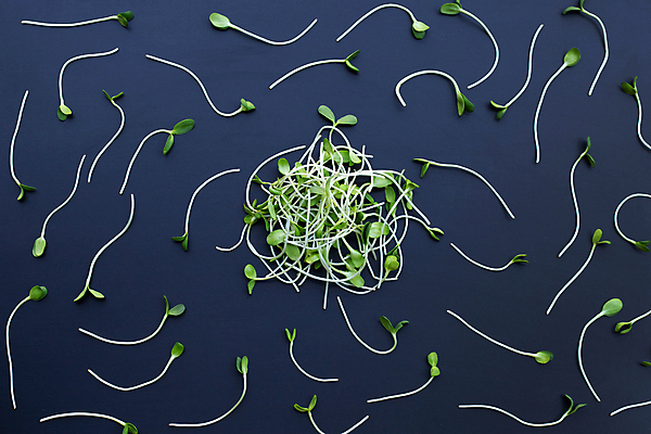 포토 JPG 해외이미지 백그라운드 검은배경 사람없음 신선 새싹채소 해외포토 채소 검은색 파일형식 이미지허브