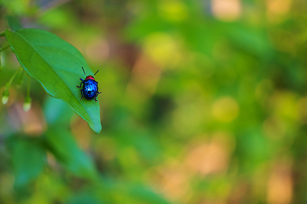 포토 JPG 해외이미지 식물 동물 계절 야생동물 곤충 백그라운드 잎 자연 앉기 사람없음 야외 가로 빨간색 초록색 뷰티 평화 환경 정원 검은색 화목 봄 활발 흰색 신선 점 칼날 벌레 작음 딱정벌레 묘사 생물학 무당벌레 내추럴 해외포토 교육 컬러 컨셉 모션 크기 생태계 파일형식 이미지허브