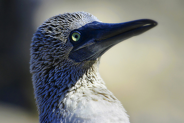 포토 JPG 해외이미지 동물 야생동물 날개 자연 조류 국립공원 사람없음 뷰티 환경 미국 다양 세계문화유산 보호 깃털 환경보전 생태계 생물학 부리 에콰도르 갈라파고스 서식지 동물상 보호구역 생태학 해외포토 공원 교육 다수 컨셉 북아메리카 조형물 문화재 남아메리카 사회이슈 구역 파일형식 이미지허브