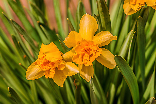 포토 JPG 해외이미지 식물 계절 공원 꽃잎 꽃 줄기 백그라운드 잎 겨울 꽃무늬 자연 아침 새로움 사람없음 야외 초록색 뷰티 머리 정원 봄 추위 성장 벚꽃 흰색 신선 개화 떨어짐 숲 묘사 수선화 해외포토 주간 공공시설 컬러 컨셉 무늬 신체부위 생태계 파일형식 이미지허브