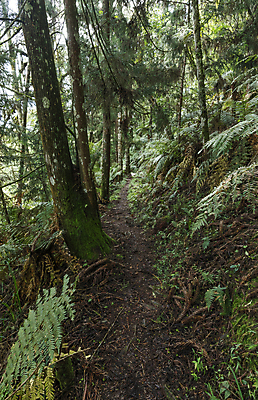 포토 JPG 해외이미지 나무 식물 공원 길 여행 자국 자연 휴가 사람없음 야외 목재 여름 환경 트래킹 하이킹 시골 숲 열대우림 브라질 루트 방법 선로 해외포토 계절 공공시설 재료 레저 남아메리카 생태계 파일형식 이미지허브