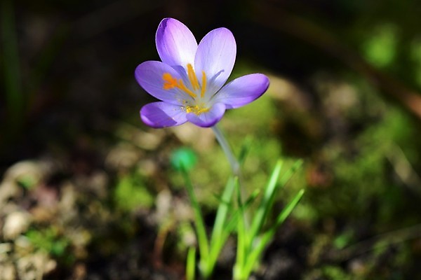 포토 JPG 해외이미지 식물 계절 꽃잎 꽃 백그라운드 자연 사람없음 야외 초록색 정원 보라색 봄 성장 개화 닫기 소프트포커스 땅바닥 떠남 해외포토 컬러 모션 바닥 촬영기법 생태계 파일형식 이미지허브