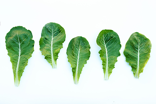포토 JPG 해외이미지 백그라운드 사람없음 신선 상추 흰배경 유기농 일렬 해외포토 웰빙 채소 흰색 파일형식 이미지허브