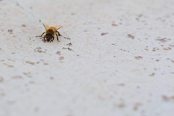 포토 JPG 해외이미지 동물 1 곤충 날개 자연 사람없음 닫기 벌레 꿀벌 벌 묘사 흰배경 해외포토 백그라운드 모션 흰색 벌_곤충 생태계 파일형식 이미지허브